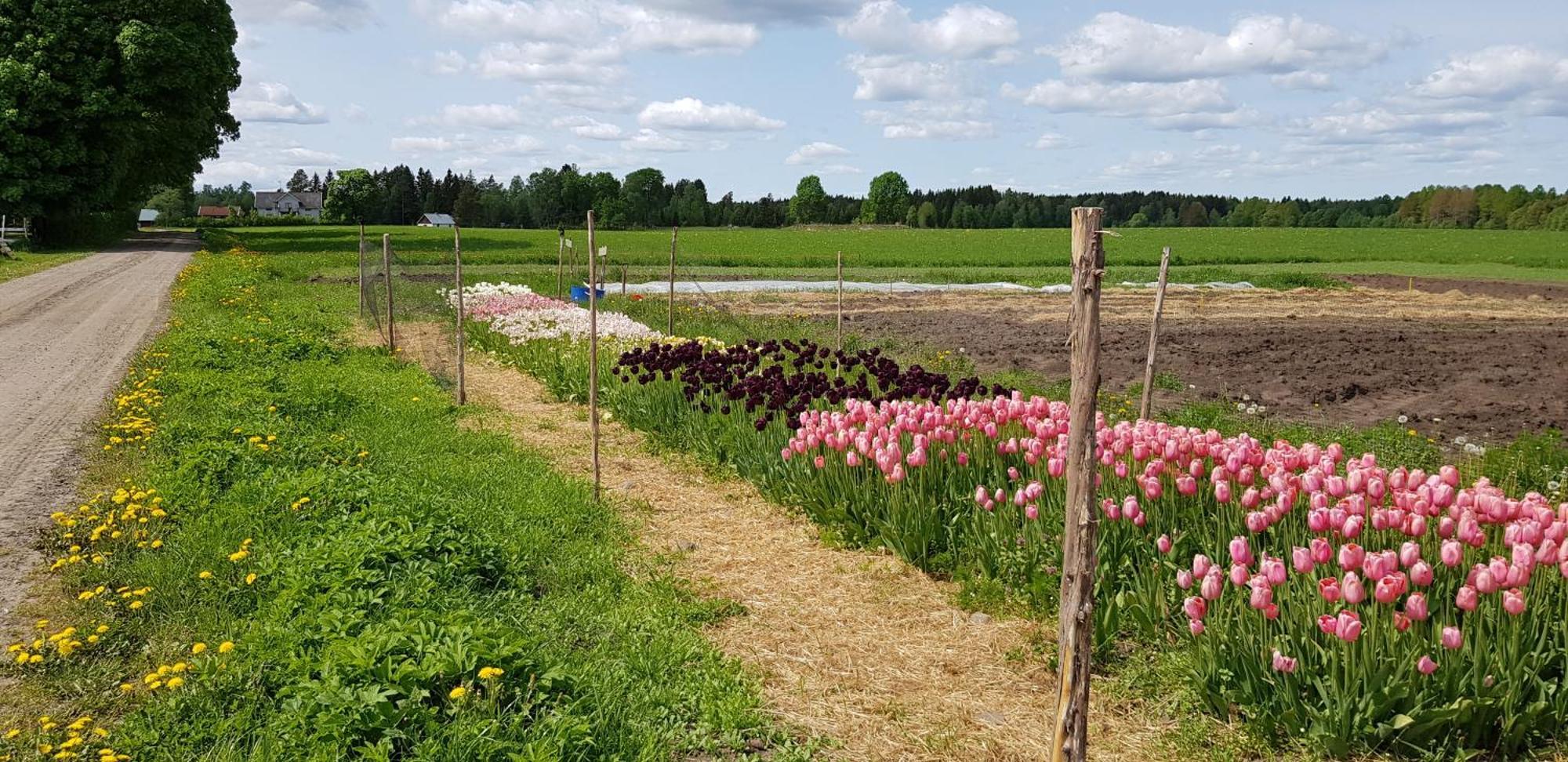 Moessebergs Vandrarhem Falköping Buitenkant foto